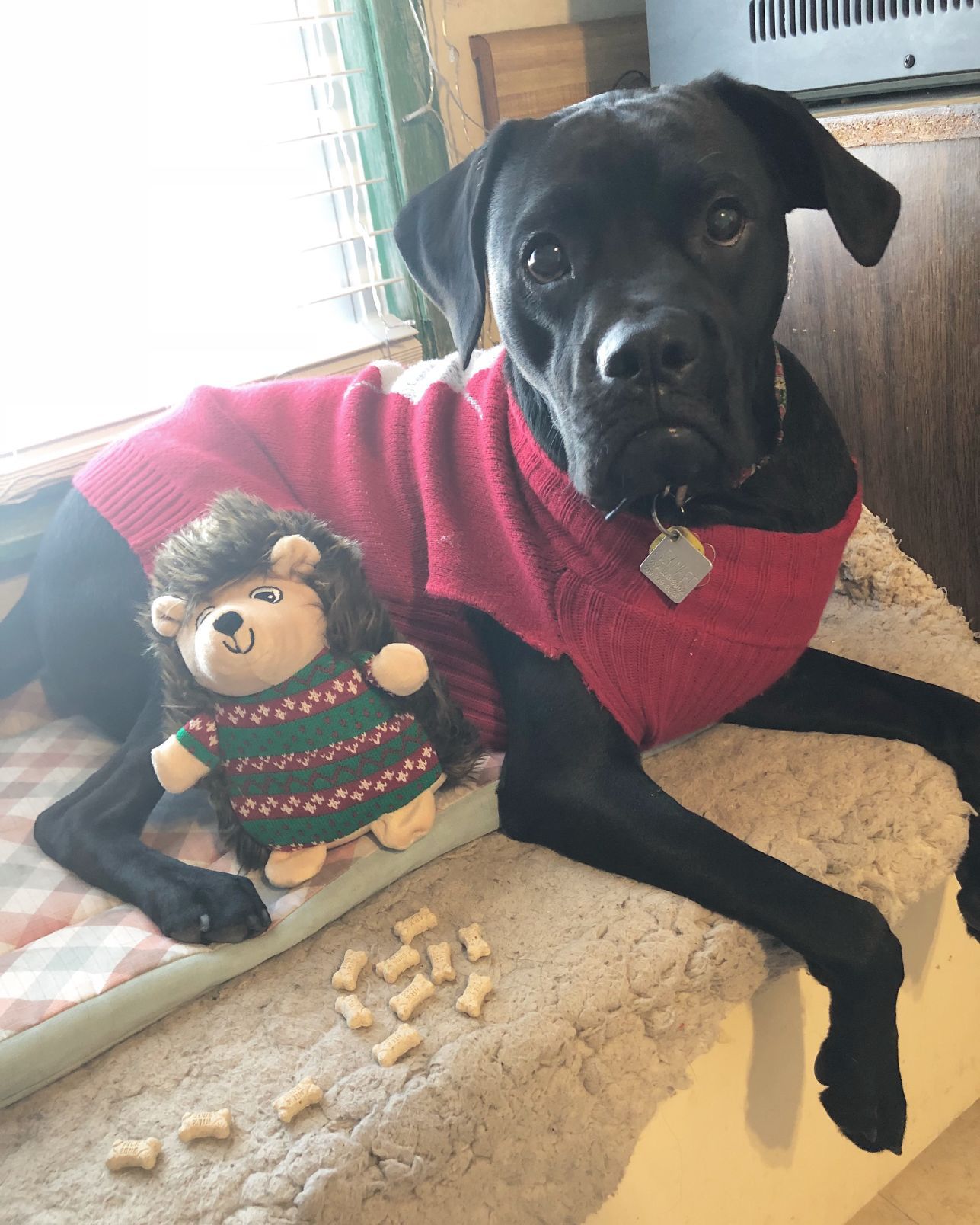 The Times Cutest Pets of Winter 2018